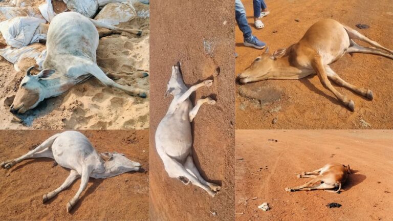 मेटल पार्क, बिरगांव: गोमाताओं की दर्दनाक मौत ने मचाई सनसनी!