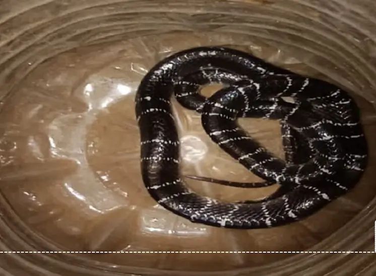 सब्जी के थैले में छिपा जहरीला सांप, घर में मची चीख-पुकार ब्लैक करैत को देखकर महिला घबराई, रेस्क्यू टीम ने सुरक्षित पकड़ा