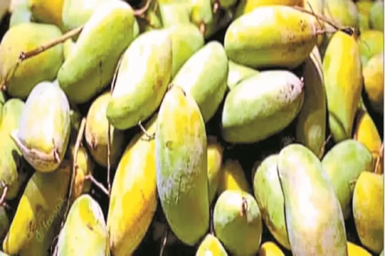 बाजार में आम की बहार, जल्द घटेंगे दाम