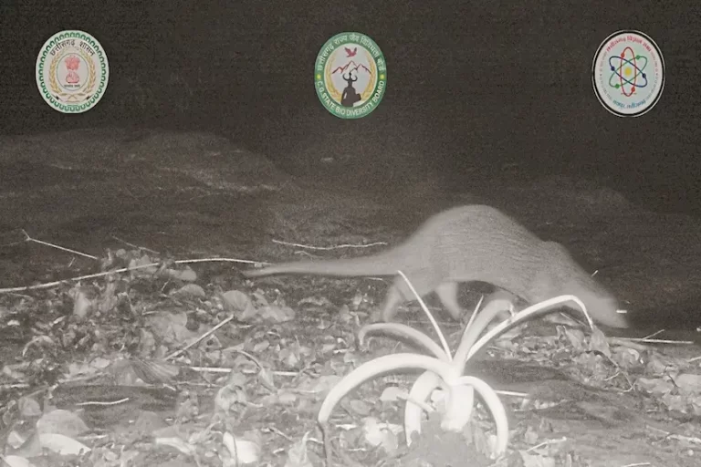 उदंती-सीतानदी टाइगर रिजर्व में पहली बार दिखा यूरेशियन ऊदबिलाव: जैव विविधता संरक्षण में बड़ी उपलब्धि