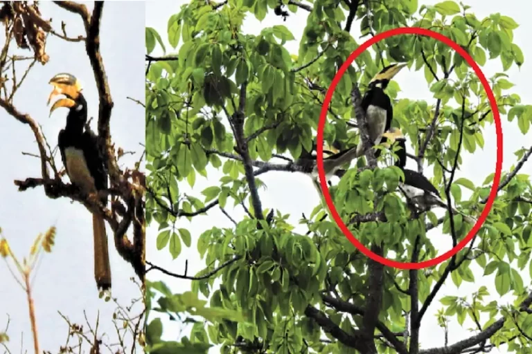 उदंती अभयारण्य में दुर्लभ ‘मालाबार धनेश’ पक्षी की झलक, पकड़ने पर जेल का प्रावधान