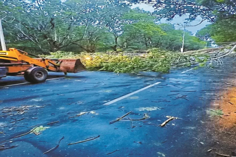 CG News: भिलाई में आंधी से उखड़े 32 पेड़, रास्ता हुआ बंद, विभाग ने हटाने में की तेजी से कार्रवाई