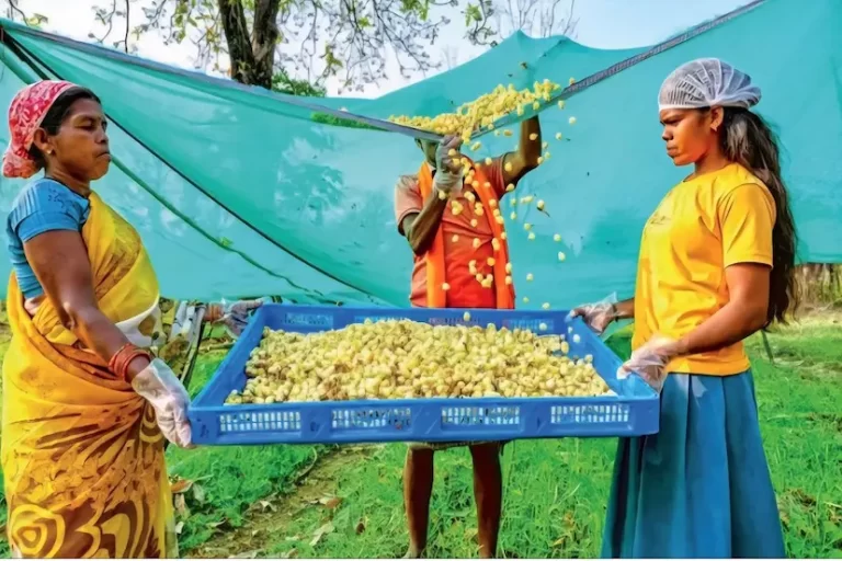 बस्तर के महुए की चाय की खुशबू पहुंची लंदन तक, पांच फ्लेवर में मिल रही है सेहत की सौगात