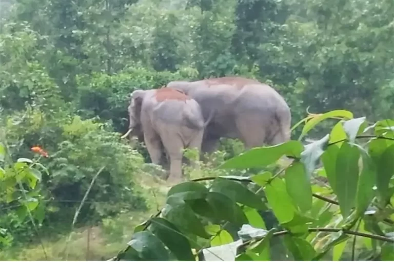 रायगढ़ में हाथियों का कहर: दो महिलाओं की मौत, गांव में दहशत का माहौल