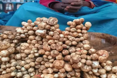 छत्तीसगढ़ के जंगलों से निकलने वाला ‘पुटू’ मशरूम: स्वाद, पोषण और परंपरा का संगम