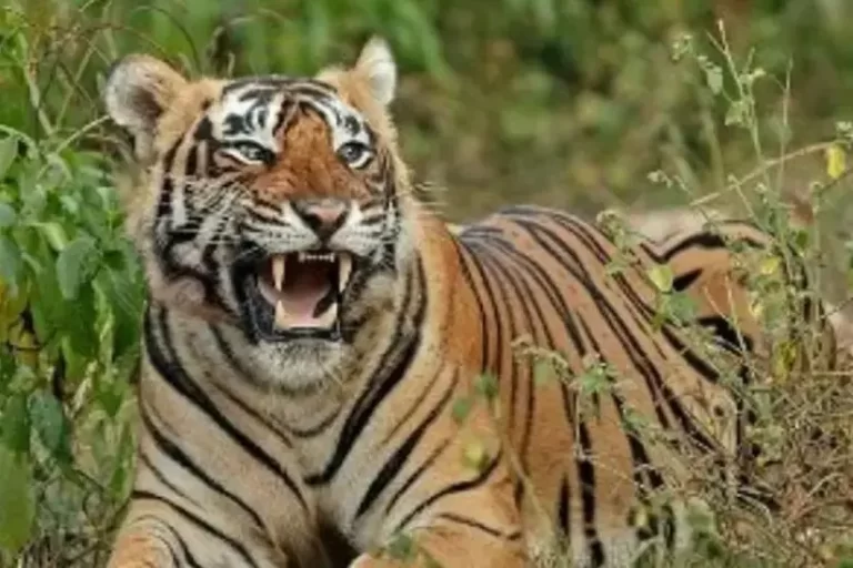 चैतुरगढ़ में फिर दिखे बाघ जैसे पैरों के निशान, ग्रामीणों में फैली दहशत