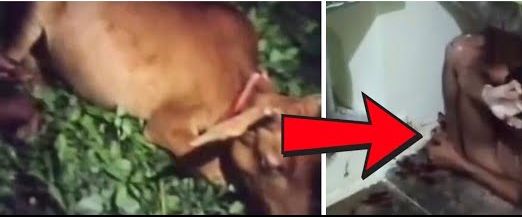 गौमाता के साथ कथित दुर्व्यवहार का मामला: चिचोली गांव में हंगामा, खरोरा थाने में शिकायत दर्ज