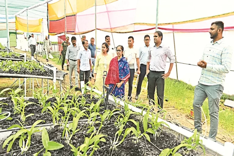 हवा में उगाए जा रहे ऑर्किड: धमतरी के युवा किसान पुष्पक ने किया अनोखा नवाचार, थाईलैंड से मंगवाए पौधे