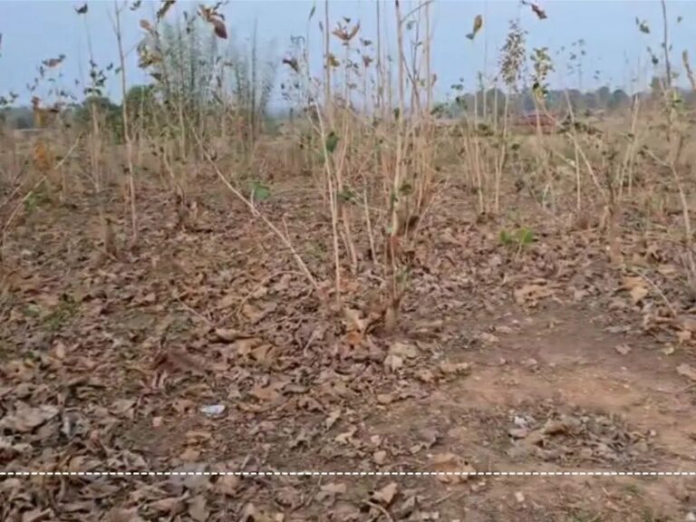 सागौन की 10 एकड़ नर्सरी हुई उजाड़, तस्करों ने काट दिए सैकड़ों कीमती पेड़ — वन विभाग बना खामोश गवाह!