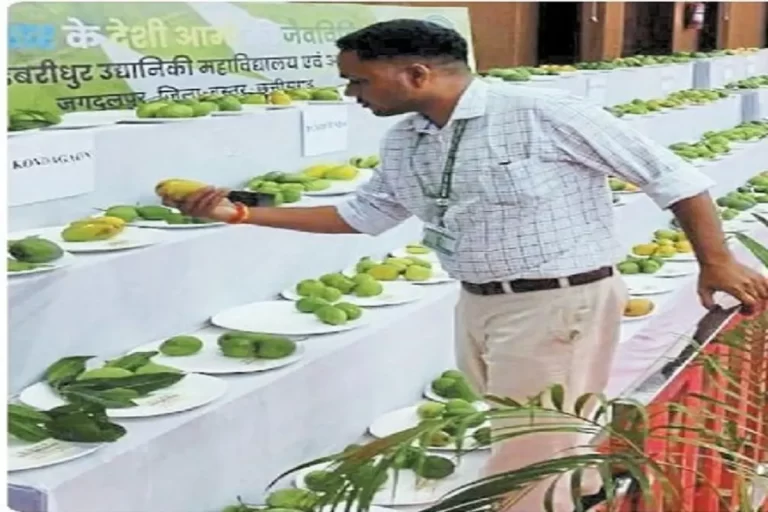 बस्तर के देसी आमों की धूम, ‘मियाजाकी’ ने बटोरी सुर्खियां, कीमत 3 लाख रुपये किलो तक पहुंची