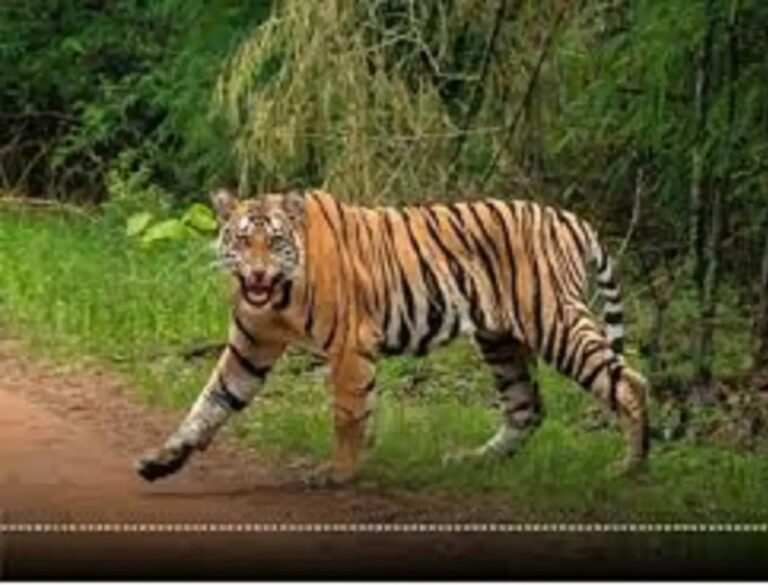 छत्तीसगढ़: जल्द शुरू होगी बाघों की गणना, इंद्रावती और कांगेर घाटी में पहली बार लगेंगे ट्रैप कैमरे