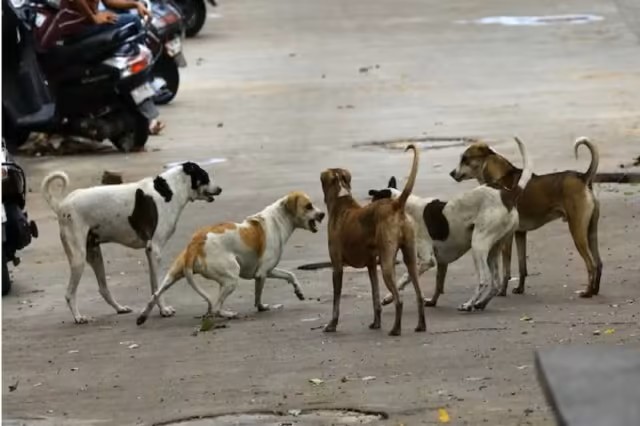 शहर में आवारा और पागल कुत्तों का आतंक, नागरिकों में भय का माहौल