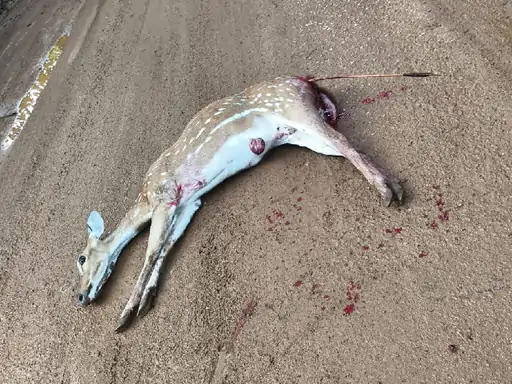 कांगेर घाटी NP में चीतल शिकार: NH‑30 पर मिला घायल पशु, जिम्मेदार की तलाश