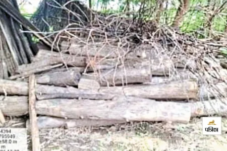 तेंदुए की तलाश में पहुंची वन विभाग की टीम को मिला अवैध सागौन लकड़ी का जखीरा, मौके पर जब्ती