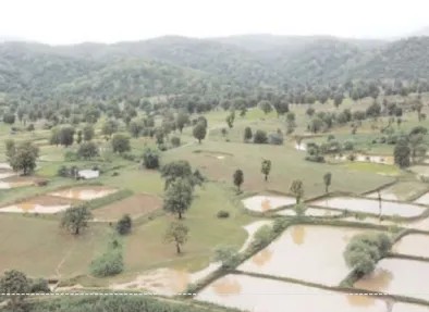 कवर्धा में झमाझम बारिश से किसानों के चेहरे खिले, खेतों में भरपूर पानी, धान की बियासी जोरों पर