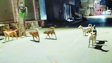 तीन माह में 601 लोग बने डॉग बाइट का शिकार, बालोद में बधियाकरण योजना ठप