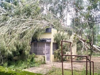 तेज आंधी से एसईसीएल क्वार्टरों पर गिरे पेड़, मकान क्षतिग्रस्त, बड़ी अनहोनी टली