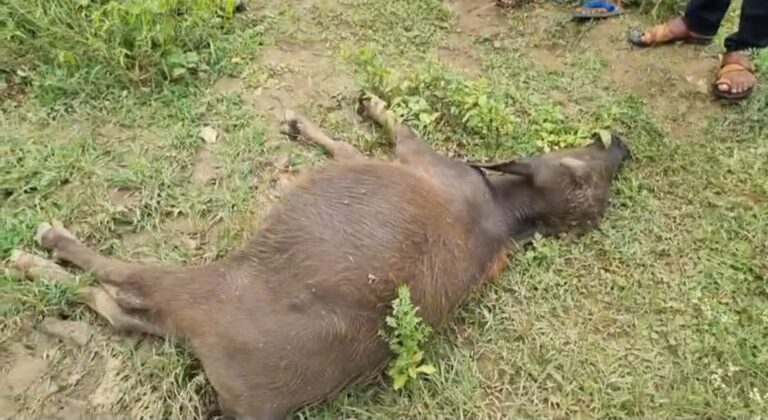 सकरी गांव में जहरीला चारा खाने से 18 पशुओं की मौत, ग्रामीणों में आक्रोश