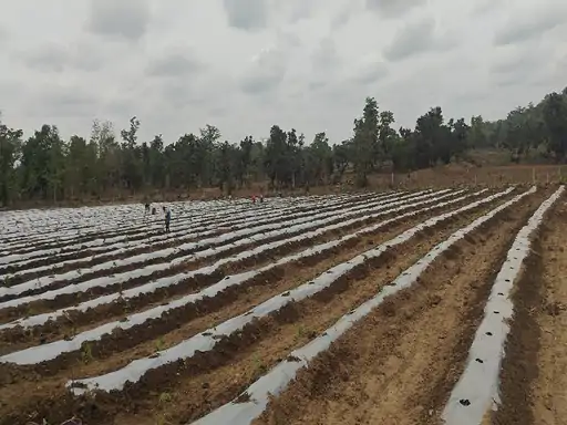 बालोद का युवा बना किसानों की प्रेरणा: नौकरी छोड़ी, खेत किराए पर लेकर शुरू की जैविक खेती, आज 32 एकड़ का मालिक और 45 लोगों को दे रहे रोजगार