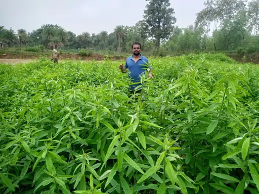 दंतेवाड़ा के किसान सुरेश नाग ने अपनाई अनोखी खेती: मेडागास्कर पद्धति से कम पानी, आधी लागत में उगा रहे धान