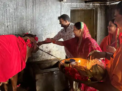 कोरबा: बिना बछड़ा दिए 5 लीटर दूध दे रही गाय, लोग मान रहे चमत्कार, डॉक्टर बोले- हॉर्मोनल बदलाव