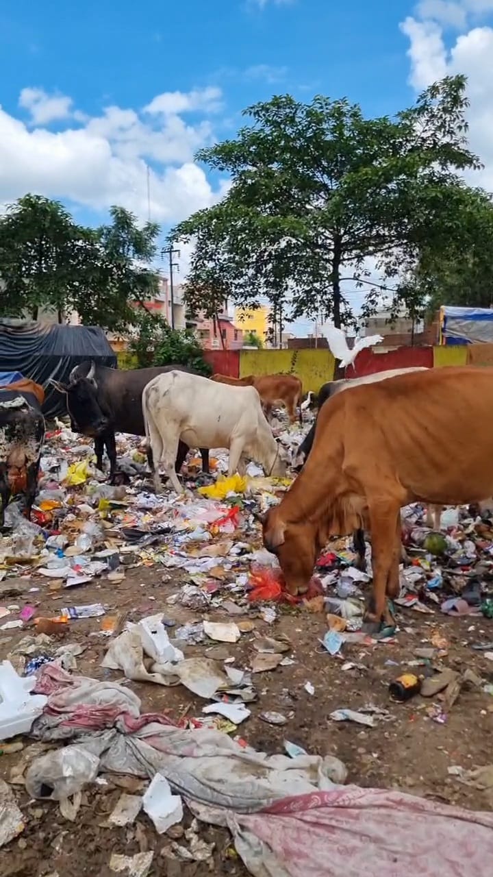 बिरगांव: गौ माताओं की बीमारी पर नगर निगम की लापरवाही, प्लास्टिक खाकर बीमार हो रहीं गायें