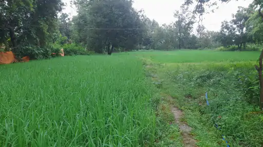 कोरबा के किसान बूंदराम ने प्राकृतिक खेती से घटाई लागत, 361 किसान हुए प्रेरित