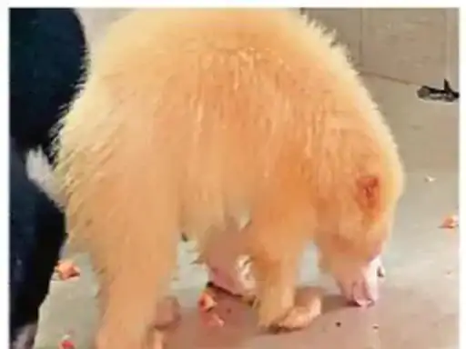 छत्तीसगढ़ से वनतारा भेजे गए सफेद भालू और हिरण को वापस लाने की मांग तेज, SIT जांच के बीच सवालों के घेरे में प्रोजेक्ट