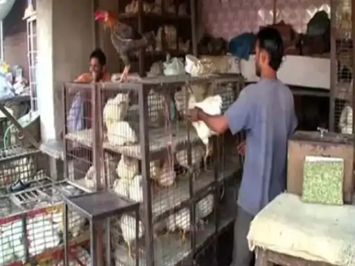 रायपुर में 5 दिनों तक मांस-मटन बिक्री पर प्रतिबंध, नगर निगम ने जारी किया आदेश