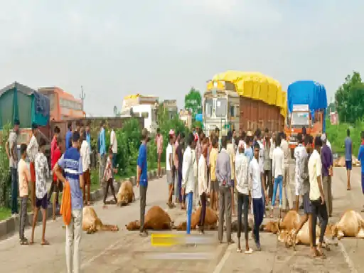 किरना में तेज रफ्तार वाहन से कुचले गए 18 मवेशी, 15 की मौत; पशुपालकों पर केस, चालक फरार