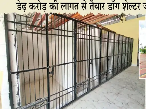 6 हजार आवारा कुत्तों के लिए सिर्फ 77 सेल वाला शेल्टर: डेढ़ करोड़ में तैयार हुआ निगम का डॉग होम