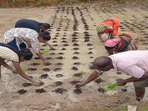 धान उगाने वाले किसानों को दिखाई फायदे की राह:वर्मी मैट्रिक्स ग्रिड मेथड से की खेती, कोरबा में प्रति हेक्टेयर 106 क्विंटल तक पैदावार